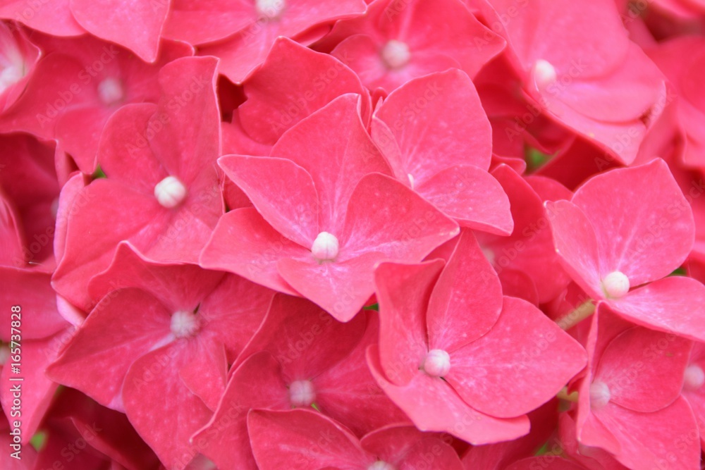 Fleurs d'Hortensia Fleurs d'Hortensia