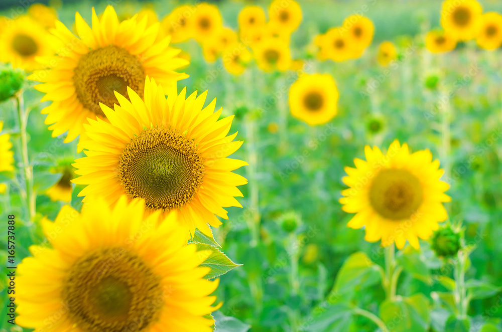 Fototapeta premium Field of bright sunflowers, summer landscape.