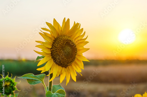 Bild auf Leinwand One sunflower against a sunset background, free space.