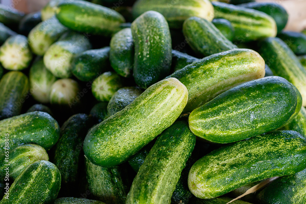 Fresh Cucumbers Fresh Cucumbers