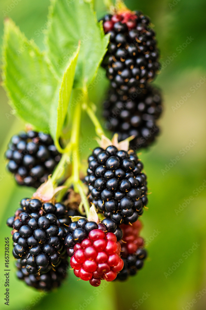 Branch with ripe blackberry. Branch with ripe blackberry.