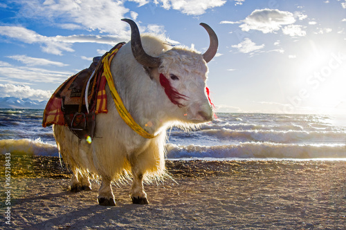 Yak in Tibet,China photo