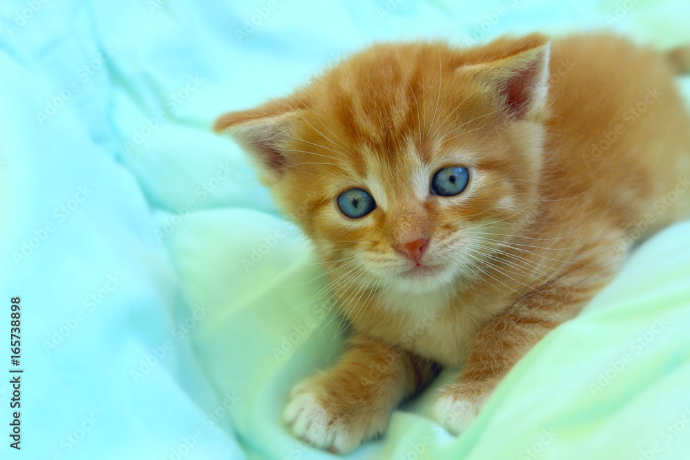 Cropped shot of a red kitten. Kitten close-up. Kitten. Cat.