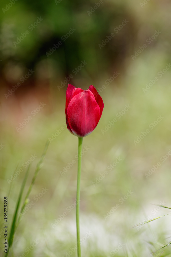 Fresh pink tulip on green blured background