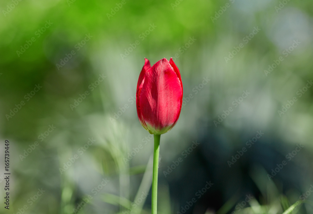 Fresh red tulip on green blured background