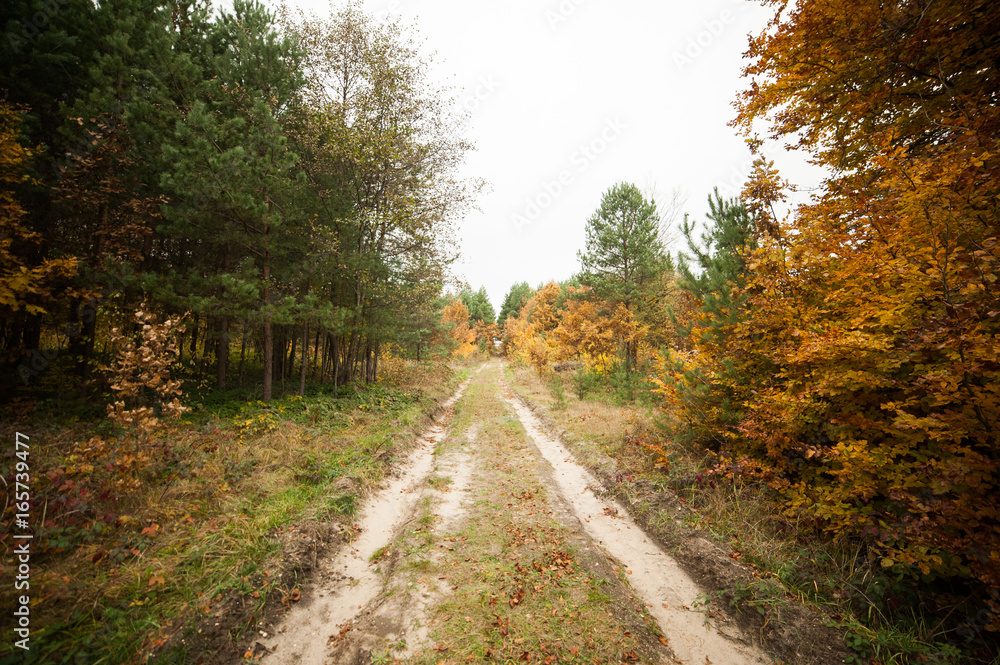 Fototapeta premium Autumn forest