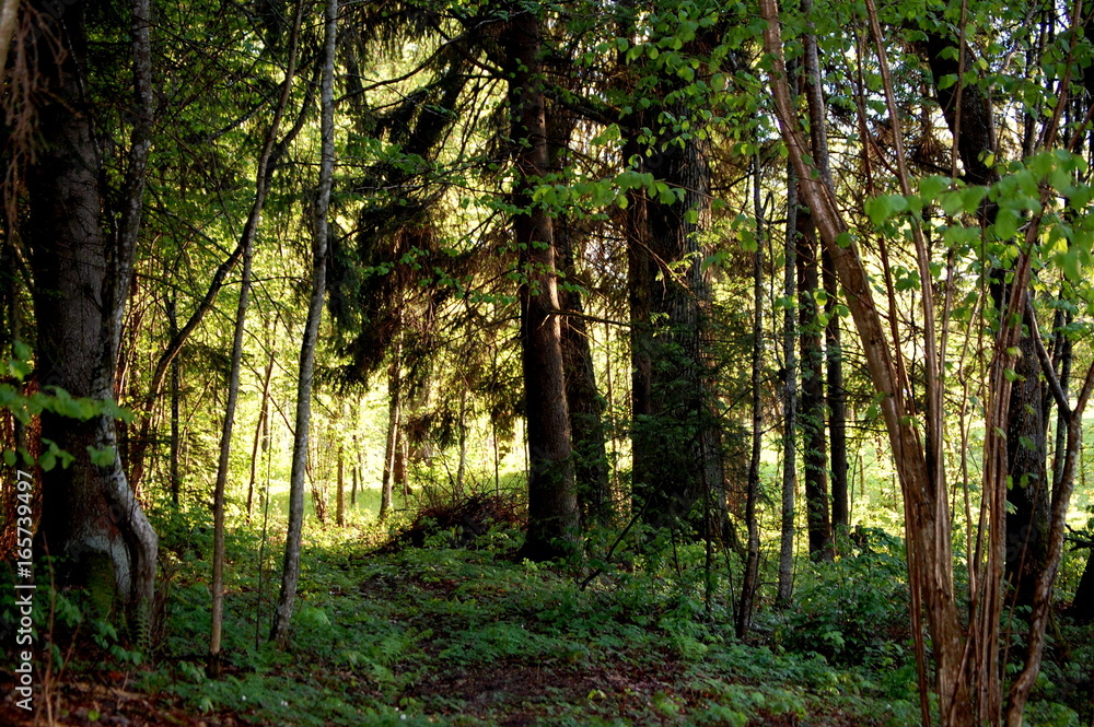 Naklejka premium Forest