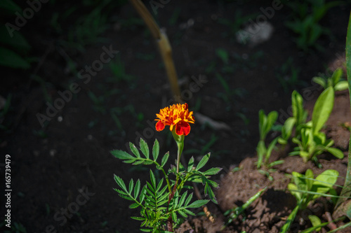 Tagete flower in the soil. Blooming Orange flower photo