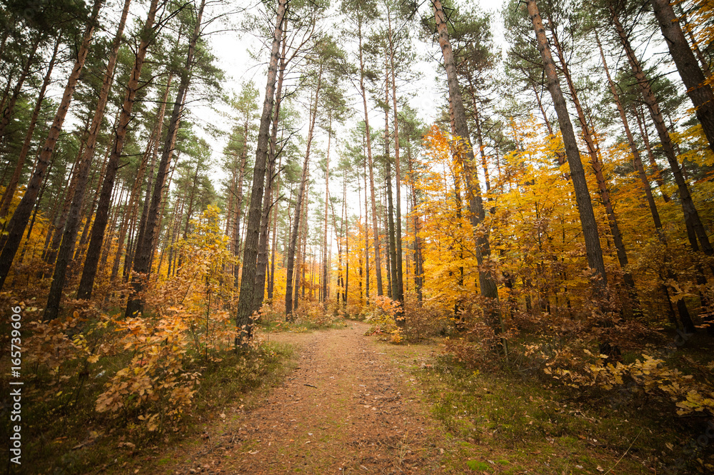 Autumn forest