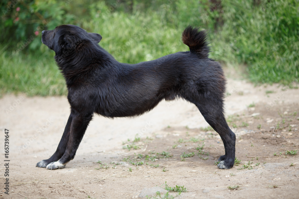 Black mongrel deals dog