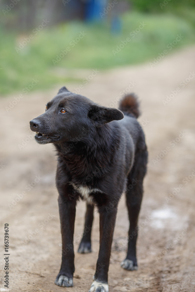 Fototapeta premium Big black mongrel dog with short tail on the dirt road