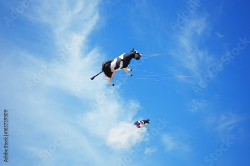black white air cow kite flying in the sky. Kite festival