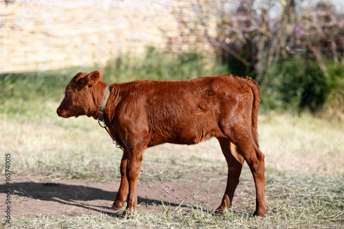 side view of little brown calf side view