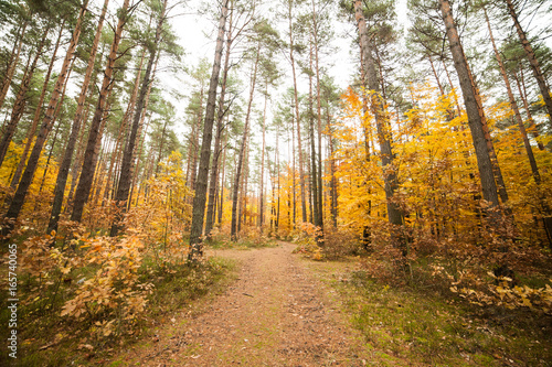 Autumn forest © alipko