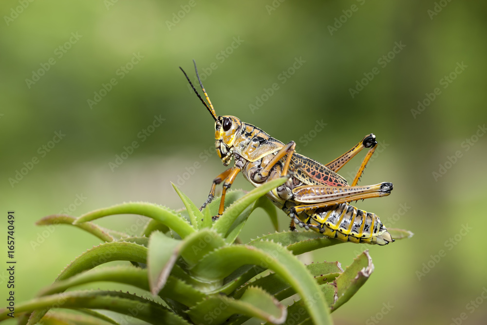 Fototapeta premium Large locust on a plant.