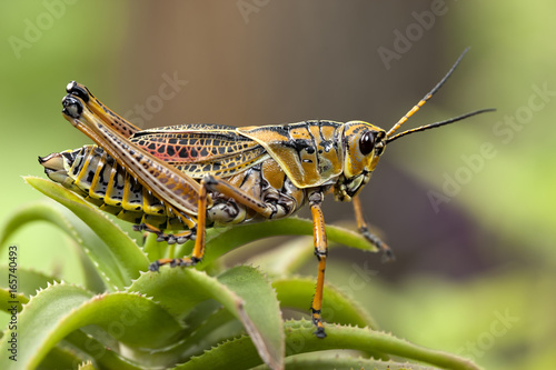 Macro image of a yellow locust. © Gregory Johnston