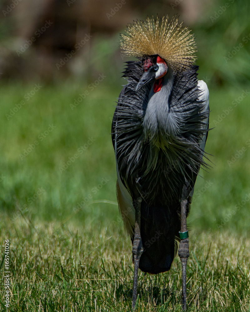 Fototapeta premium Crowned Crane