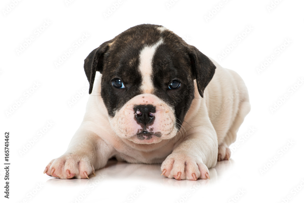 Old Englisch Bulldog Welpe Old Englisch Bulldog Welpe