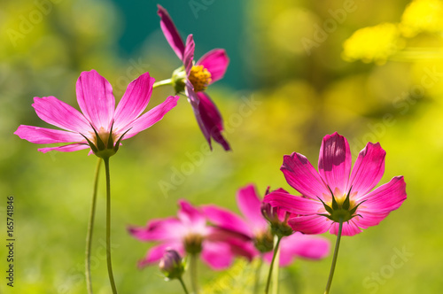 Purple flowers in the backlight. Beautiful cosmos in the field.