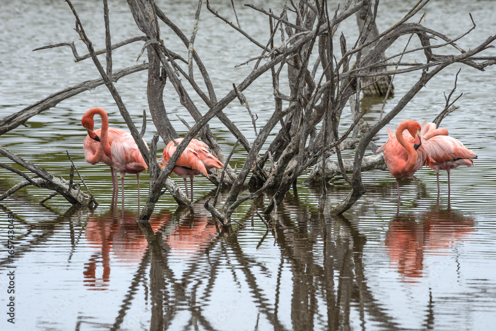 Obraz premium Flamingos have arrived to the island of Isabella, Galapagos Archipelago, Ecuador
