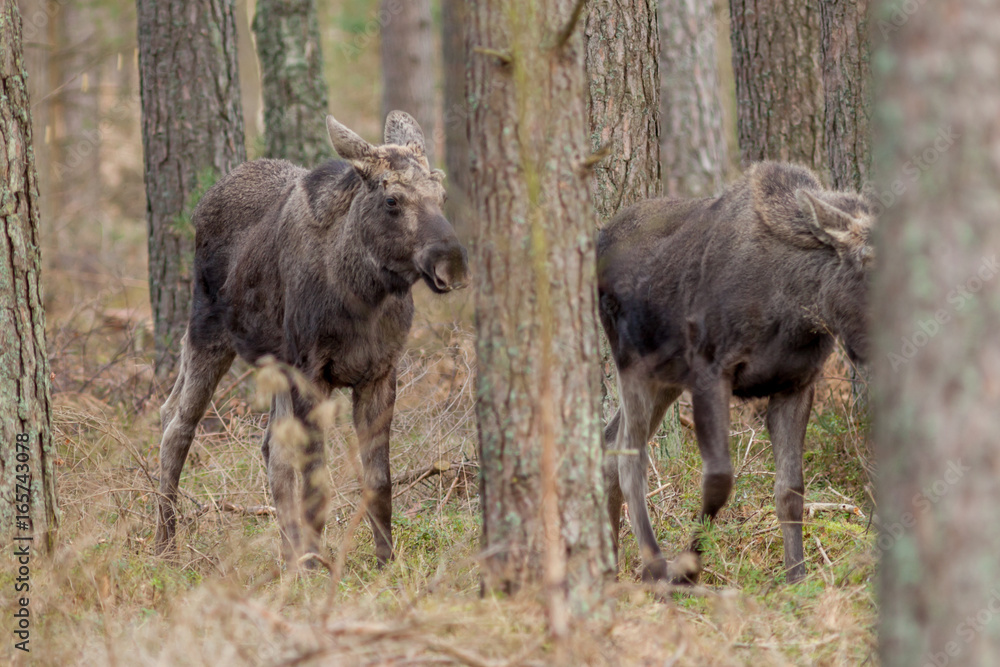 A family of elks foraging in woodlands A family of elks foraging in woodlands