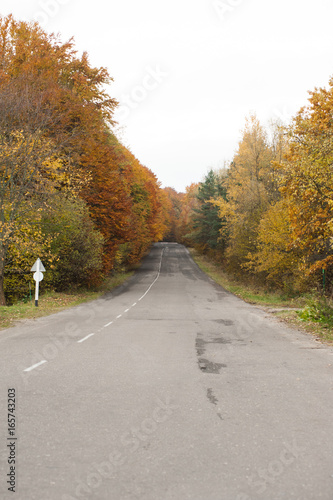 Autumn forest road