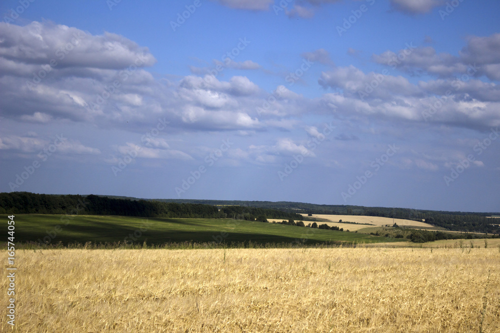 Ears of ripe wheat in a field, preparing for harvest, on the background of sky with clouds. Yellow and green field with lots of trees