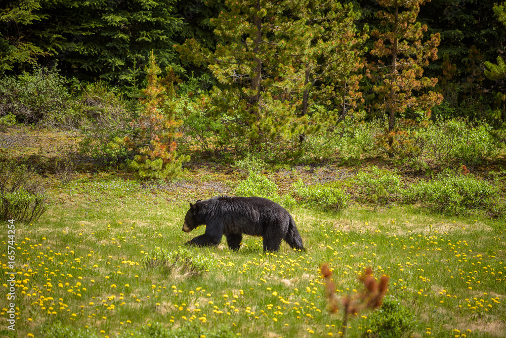 Fototapeta premium Black Bear in forests of Banff and Jasper National Park, Canada