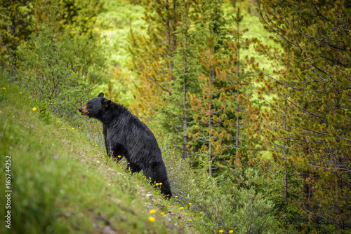 Black Bear in forests of Banff and Jasper National Park, Canada © Nick Fox
