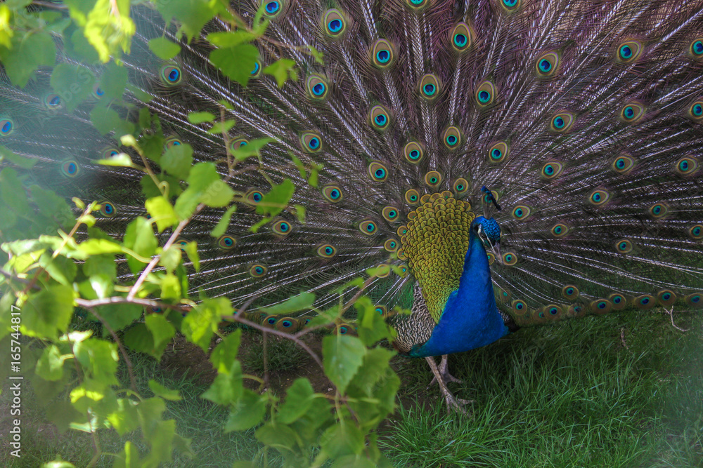 Obraz premium The Magnificent Peacock