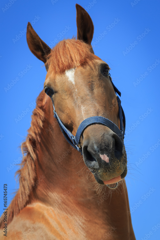 Fototapeta premium Portrait of the chestnut horse on the blue sky background