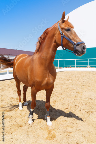 Beautiful chestnut horse stands in a paddock on hot summer day