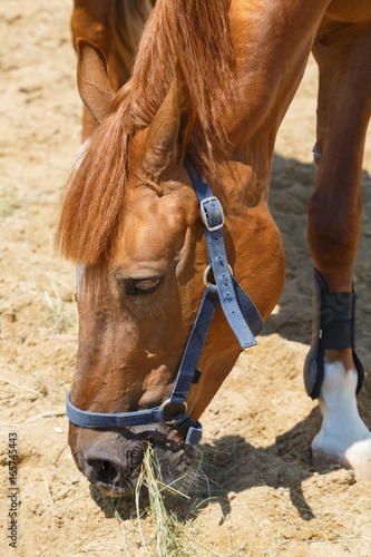 Purebred chestnut horse eats hay closeup on hot day