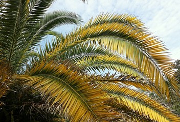 Wandcirkels Palmboom Gele palmtakken Florida natuur  © natalya2015