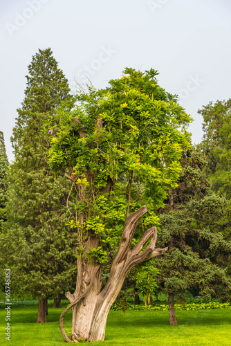 Fototapeta Naklejka Na Ścianę i Meble -  Baum im Himmelstempelpark in Peking