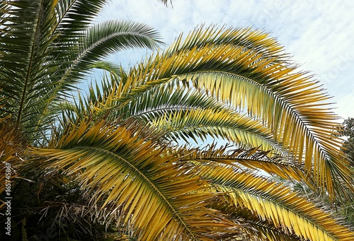 Beautiful yellow palm tree branches on blue sky background in Florida nature 