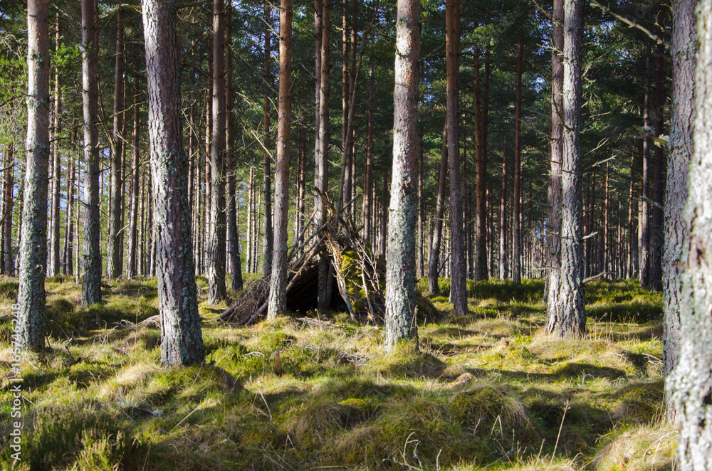 Fototapeta premium Hide and Seek