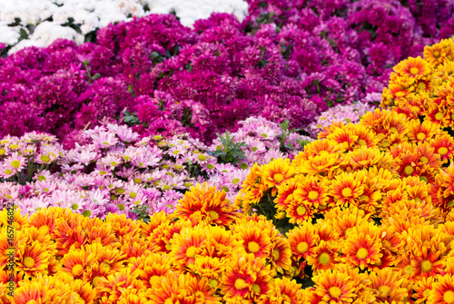 Fototapeta Naklejka Na Ścianę i Meble -  chrysanthemums daisy flower fields blooming in the garden