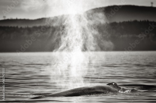 A whale near Tadoussac, Canada © bgspix