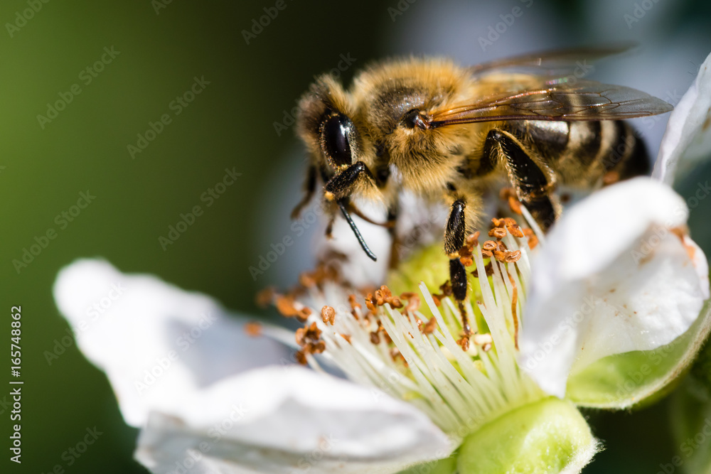 The European bee pollinating a white small flower The European bee pollinating a white small flower