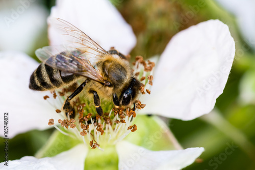 The European bee pollinating a white small flower