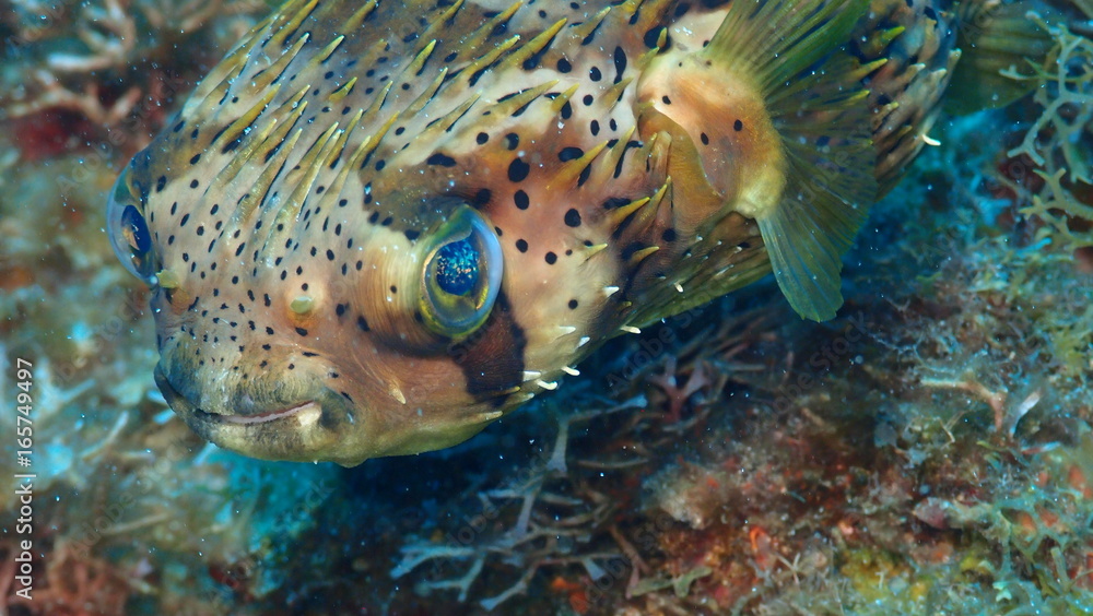 Faune Marine Faune Marine