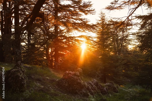 Sunset over the cedars forest in Lebanon