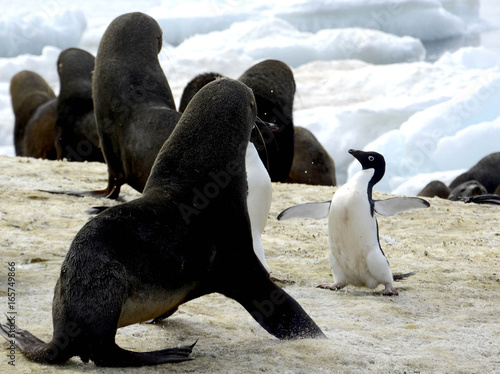 Pinguino-Lobo marino