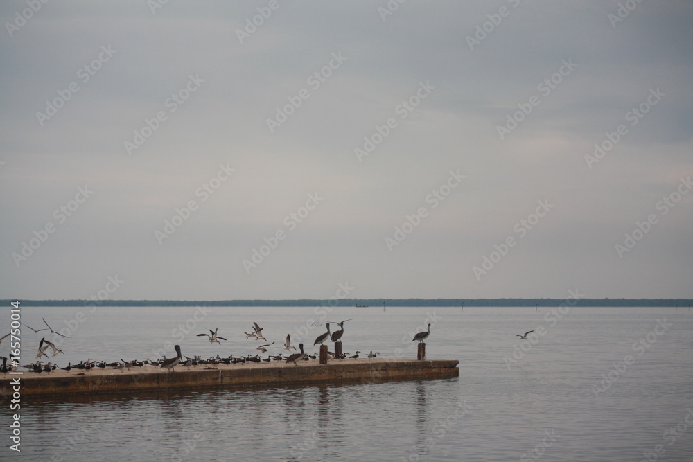 PLAYA, AVES, MUELLE EN SANCHEZ MAGALLANES TABASCO PLAYA, AVES, MUELLE EN SANCHEZ MAGALLANES TABASCO