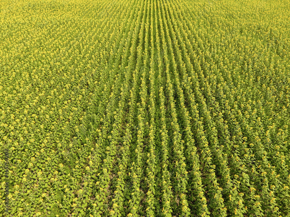Aerial view of agricultural fields flowering oilseed. Field of sunflowers. Top view. Aerial view of agricultural fields flowering oilseed. Field of sunflowers. Top view.