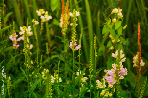 Herbs in a meadow