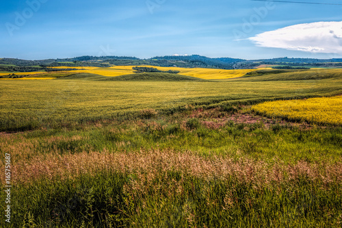 Mustard Fields Southern Idaho #1
