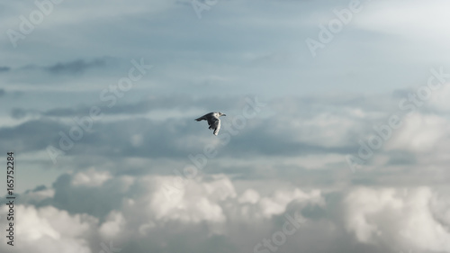 Eine M  we fliegt vor blauem himmel mit wolken - bodensee  deutschland