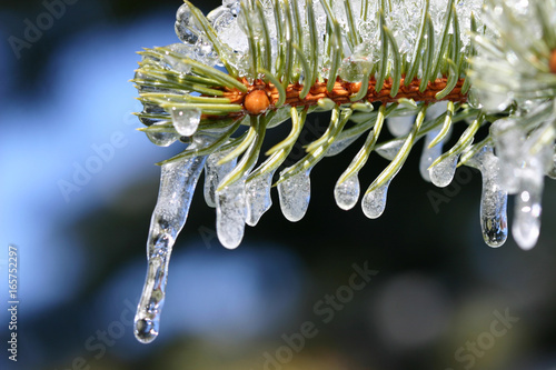 Icicles hanging on for dear life after the first frost of the season